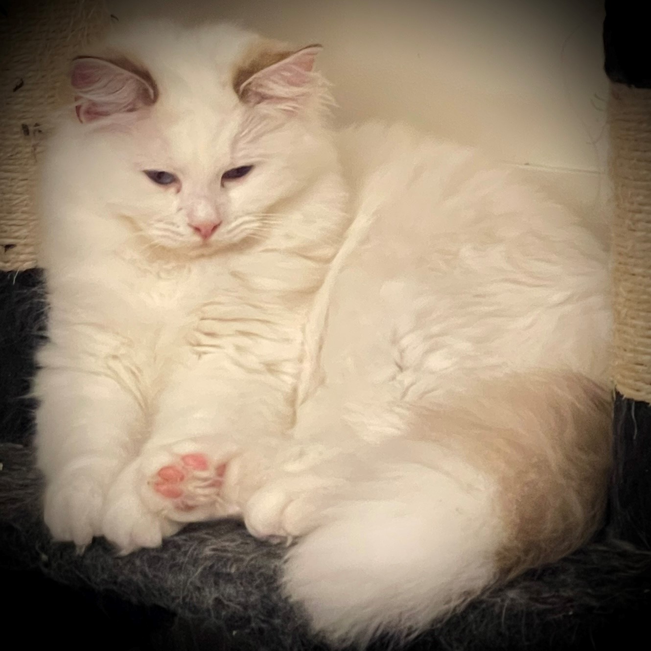 Ducal Whiskers J'Adore